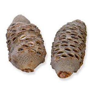 Banksia Nut Pod Pen